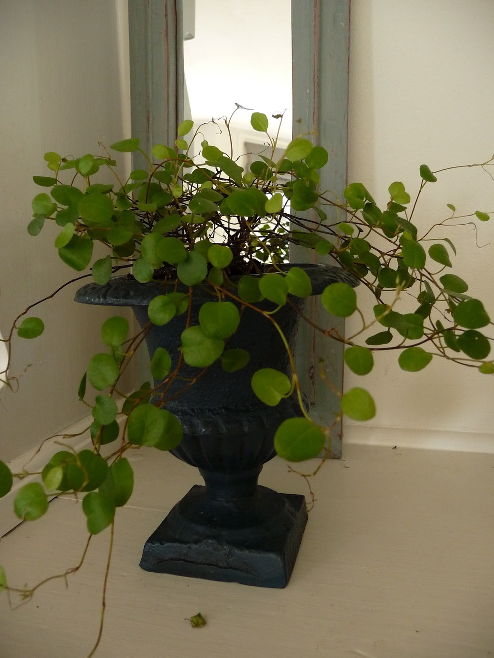 I found this tiny metal urn in a garden centre for £4. It was a ghastly colour so I painted it with two coats of Annie Sloan's Aubusson Blue and then dark wax. 
