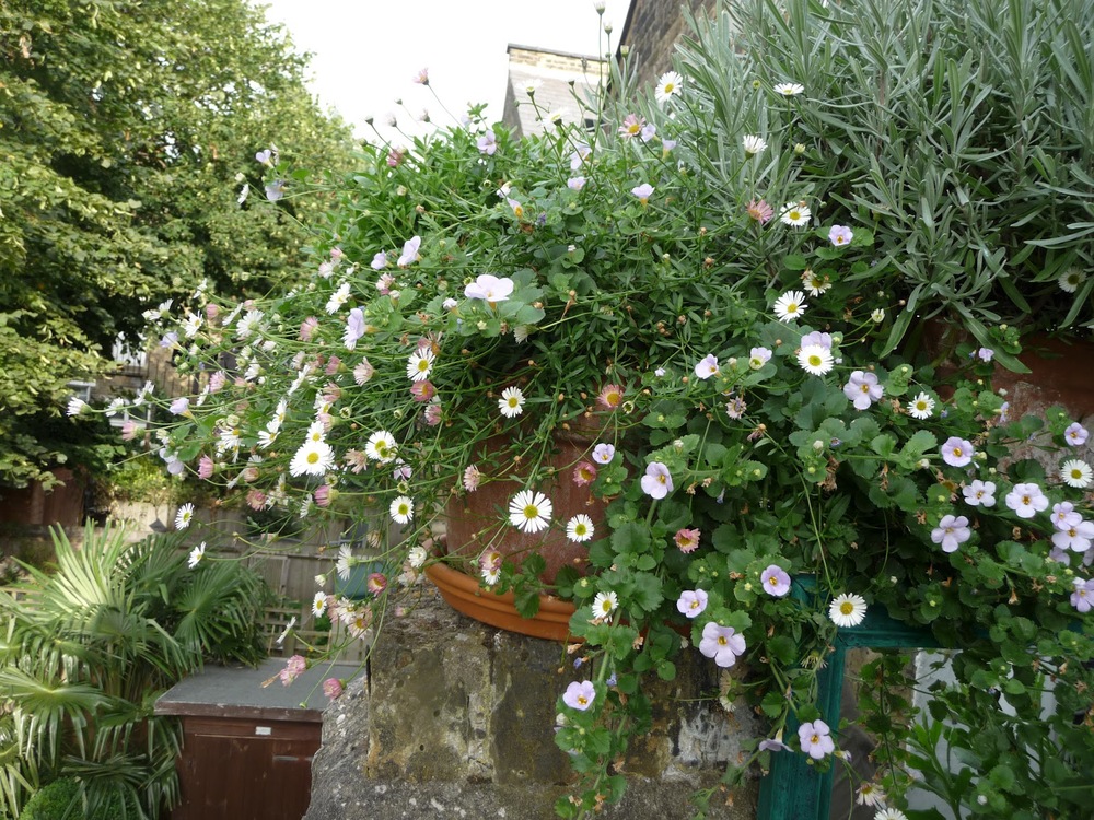 Delicate daisies