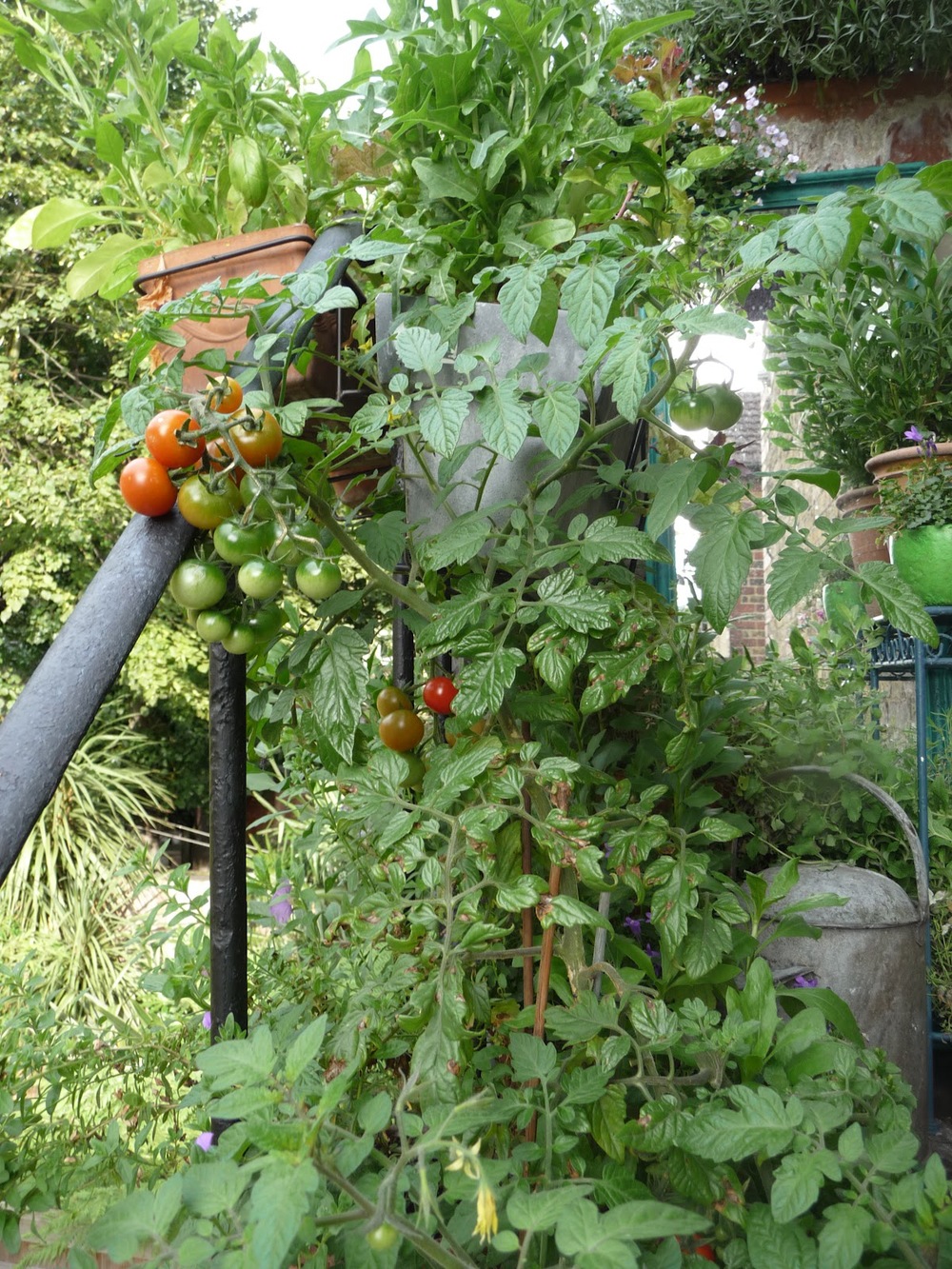Even a tomato or two!