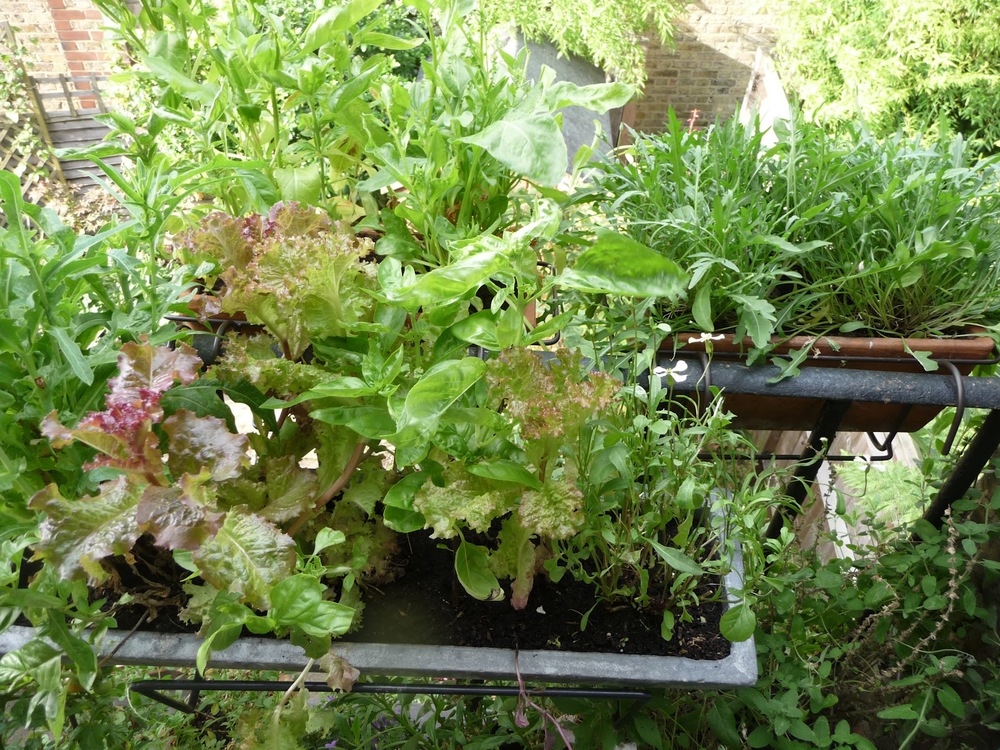 A pick-your-own salad bar!