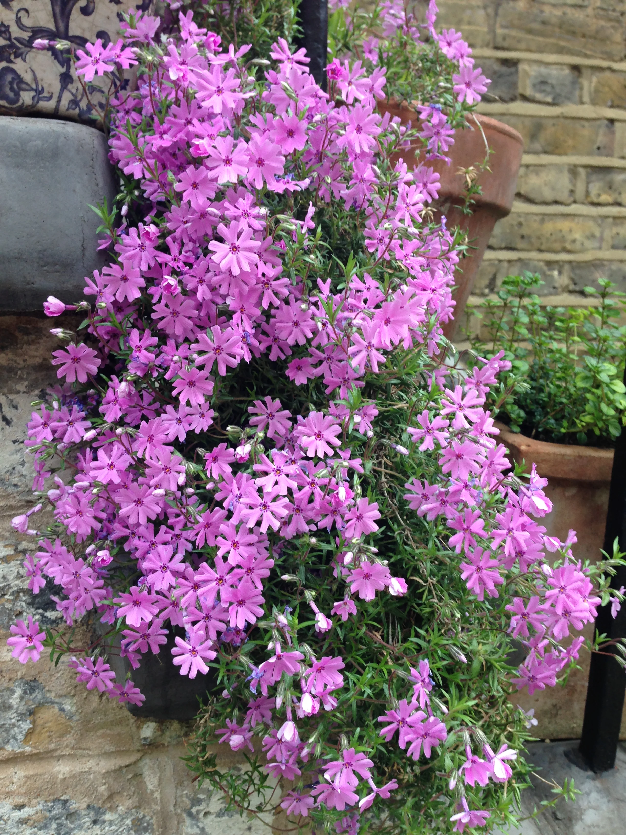 Spring slowly injects colour into my three square feet of outdoor space