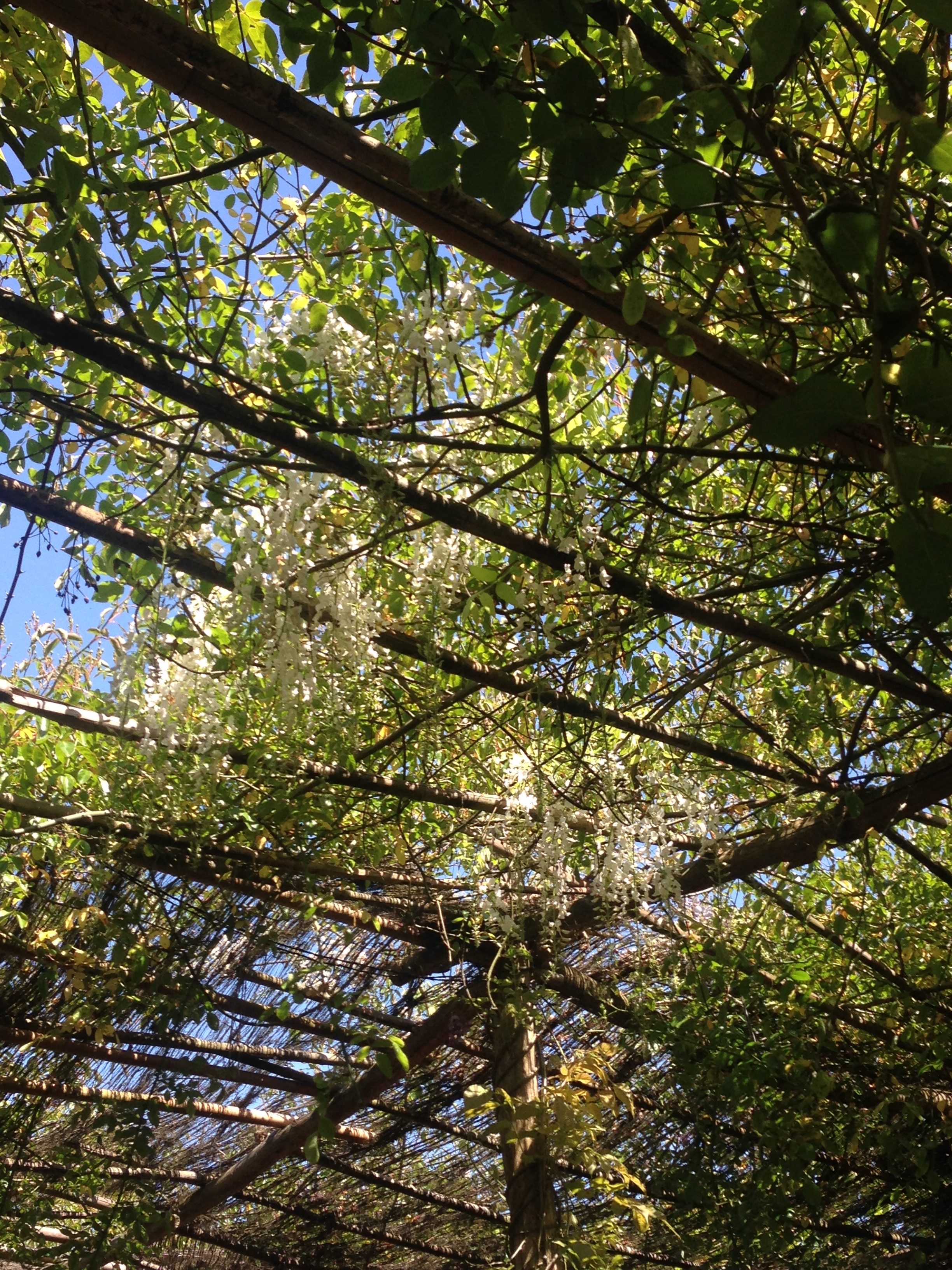 White wisteria over outside seating area at Petersham