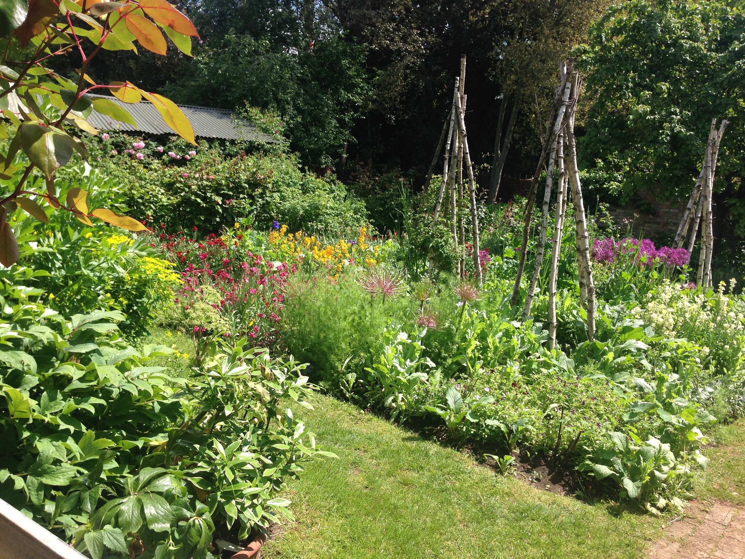 Petersham's vegetable garden