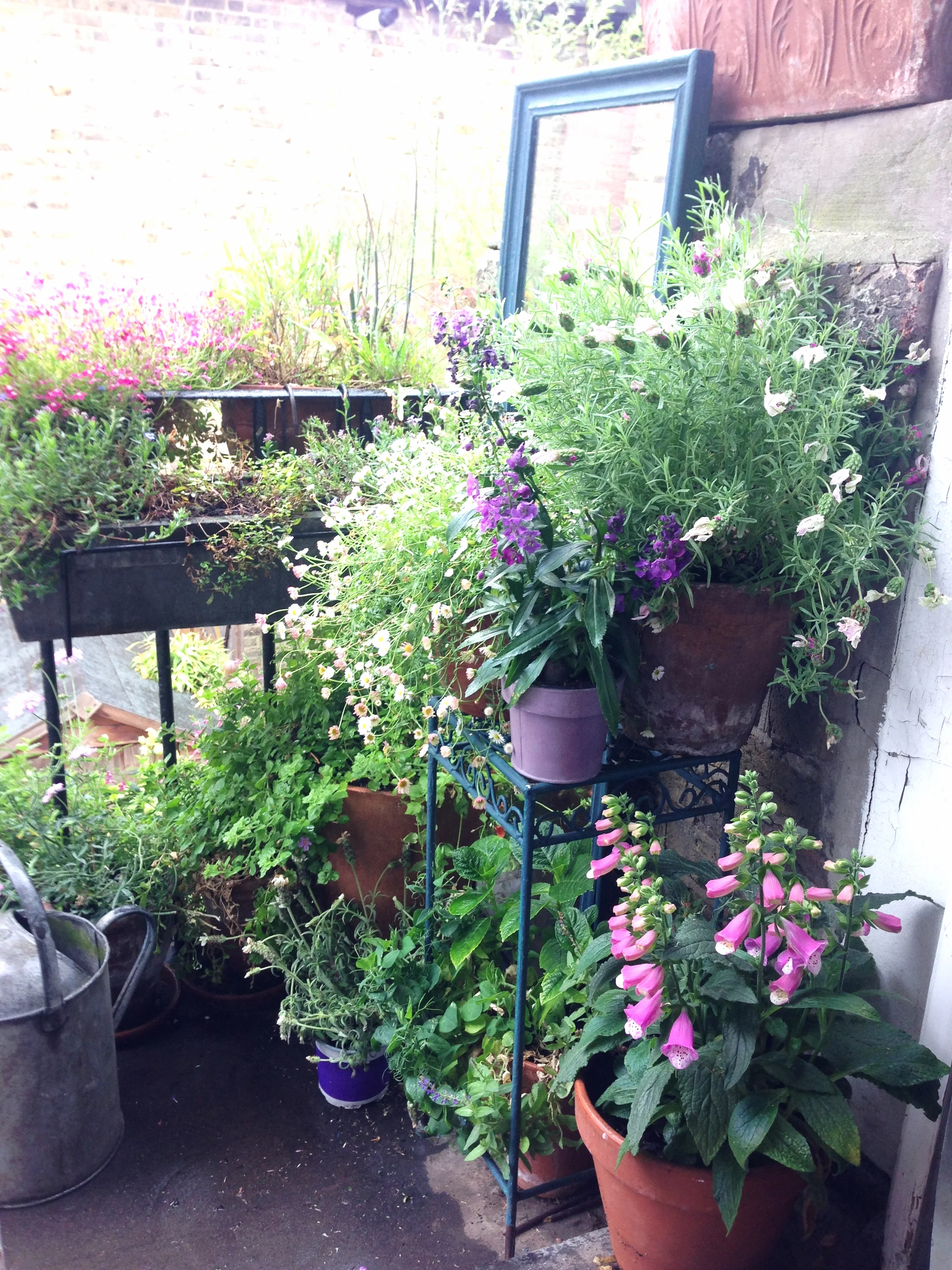 A dull & drizzly summer's day in my three square feet of outdoor space