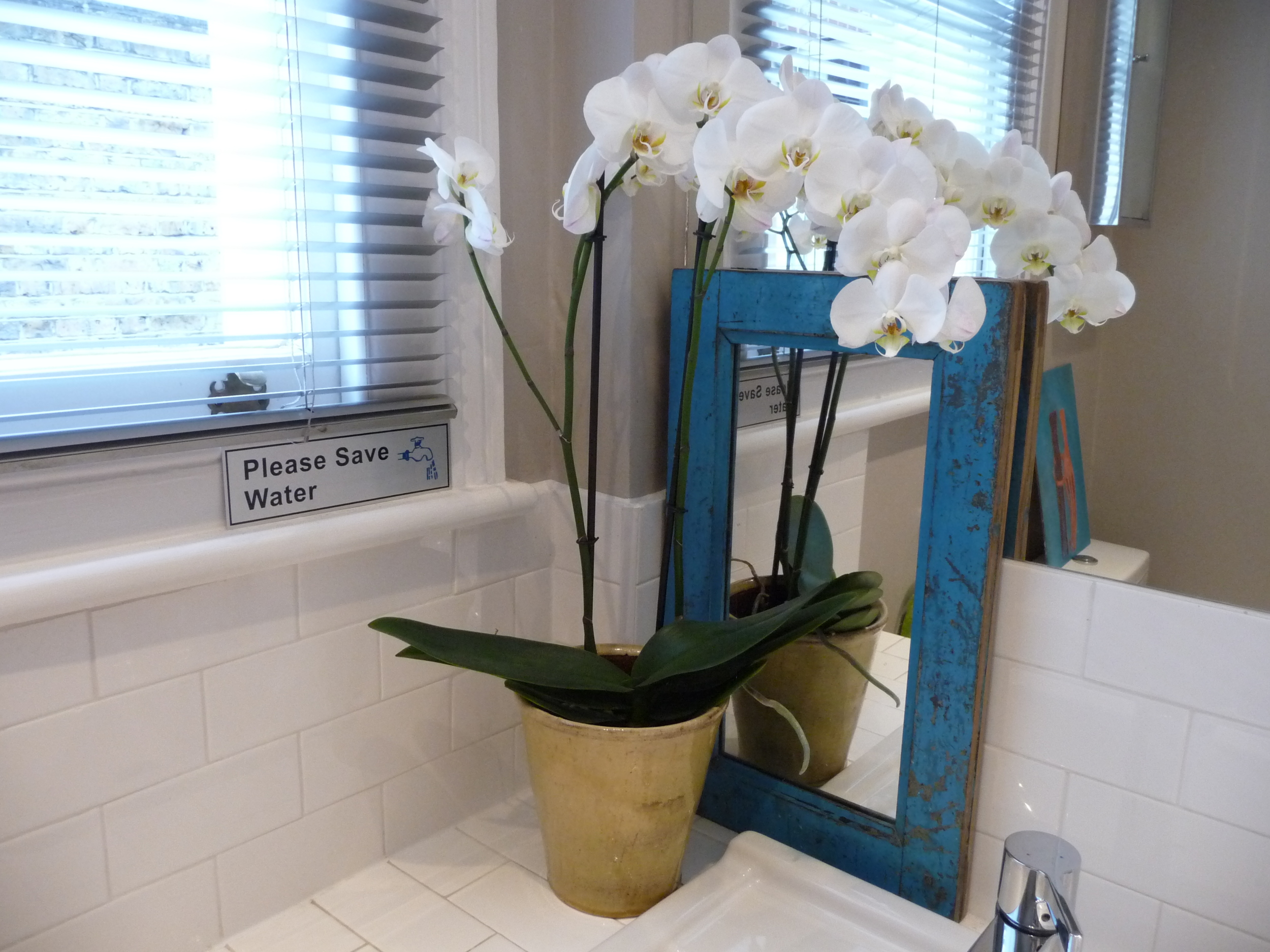  My staple in the bathroom is always the orchid plant as they last for months and months and require little or no water (there is no soil in the pot). I never feed them either.&nbsp; This one is four months old!! 