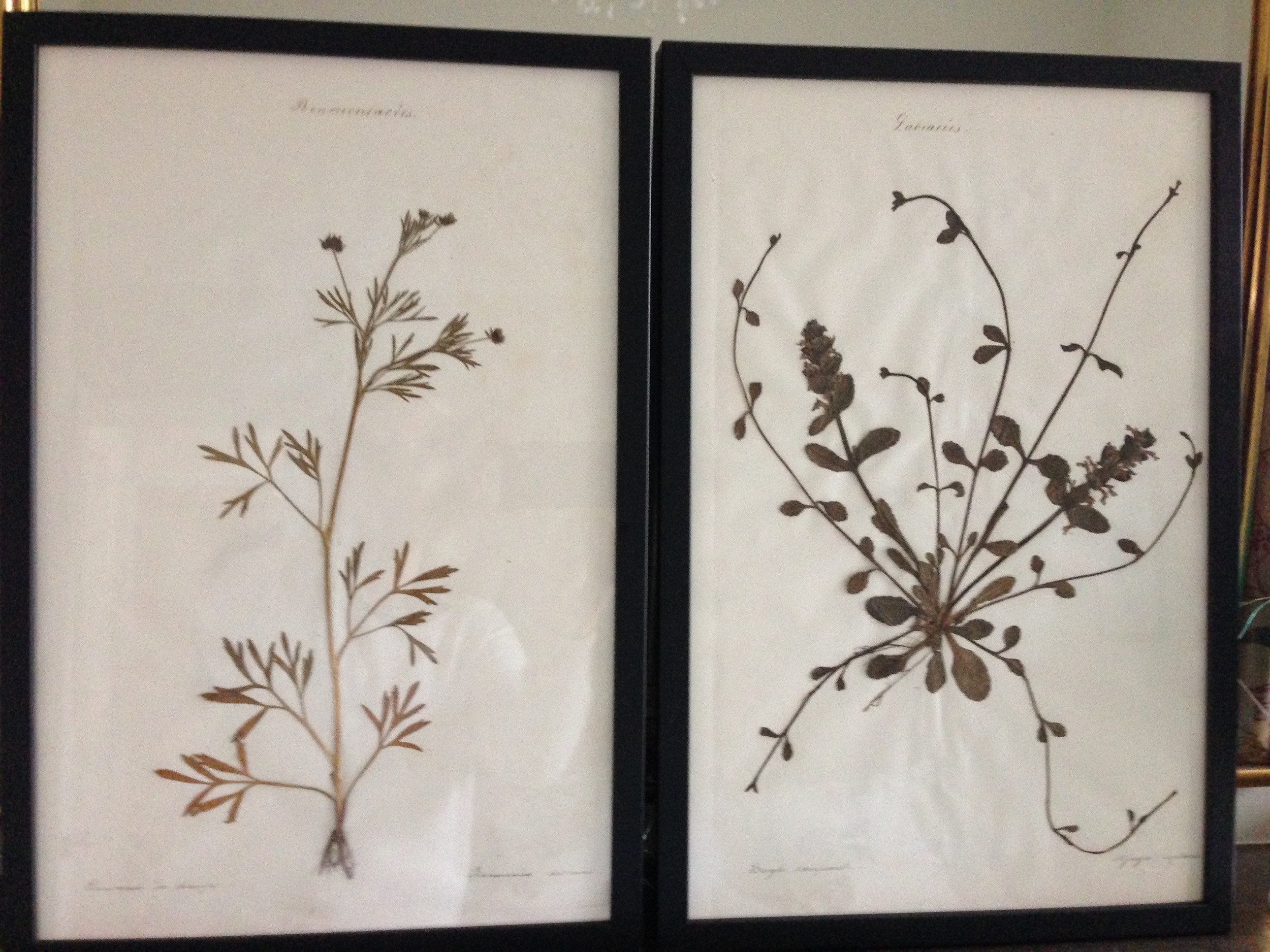  The two 19th century pressed plants prints that I purchased. I'm going back on Friday to buy two more as I plan to hang two either side of the bed in the guest room 