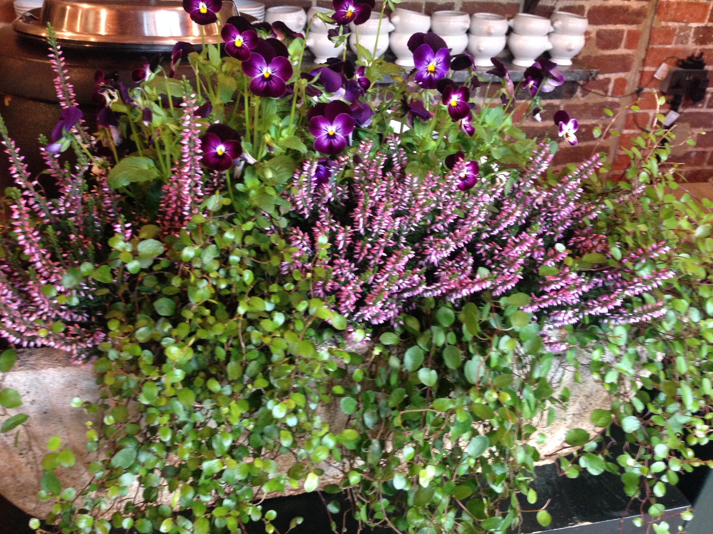  Trough of plants on the counter in the cafe. Did you notice the lovely white French soup bowls on the shelf behind? 