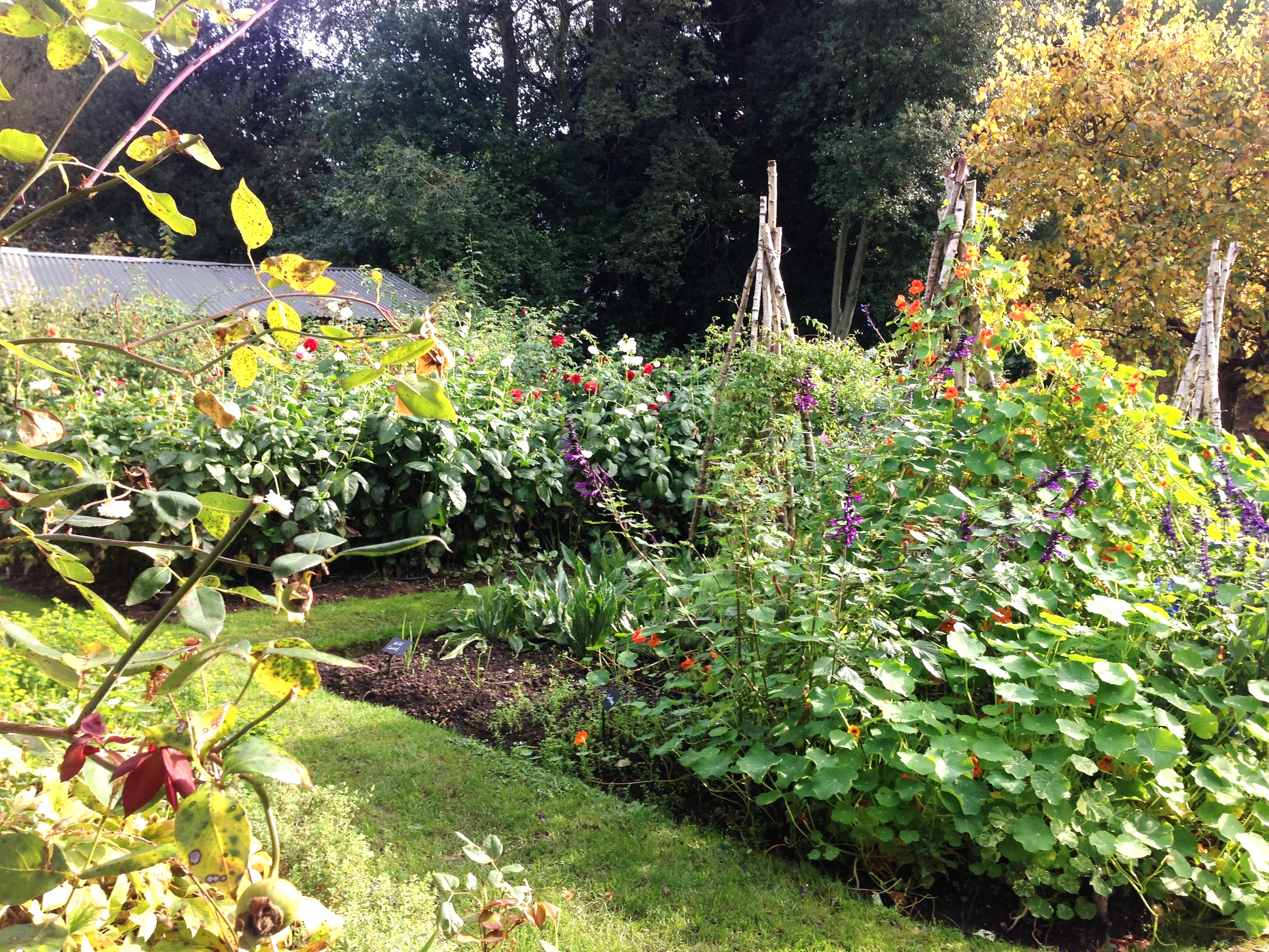  This is the garden where they grow vegetables for the kitchen and also some of the flowers used to decorate the restaurant and glasshouses 