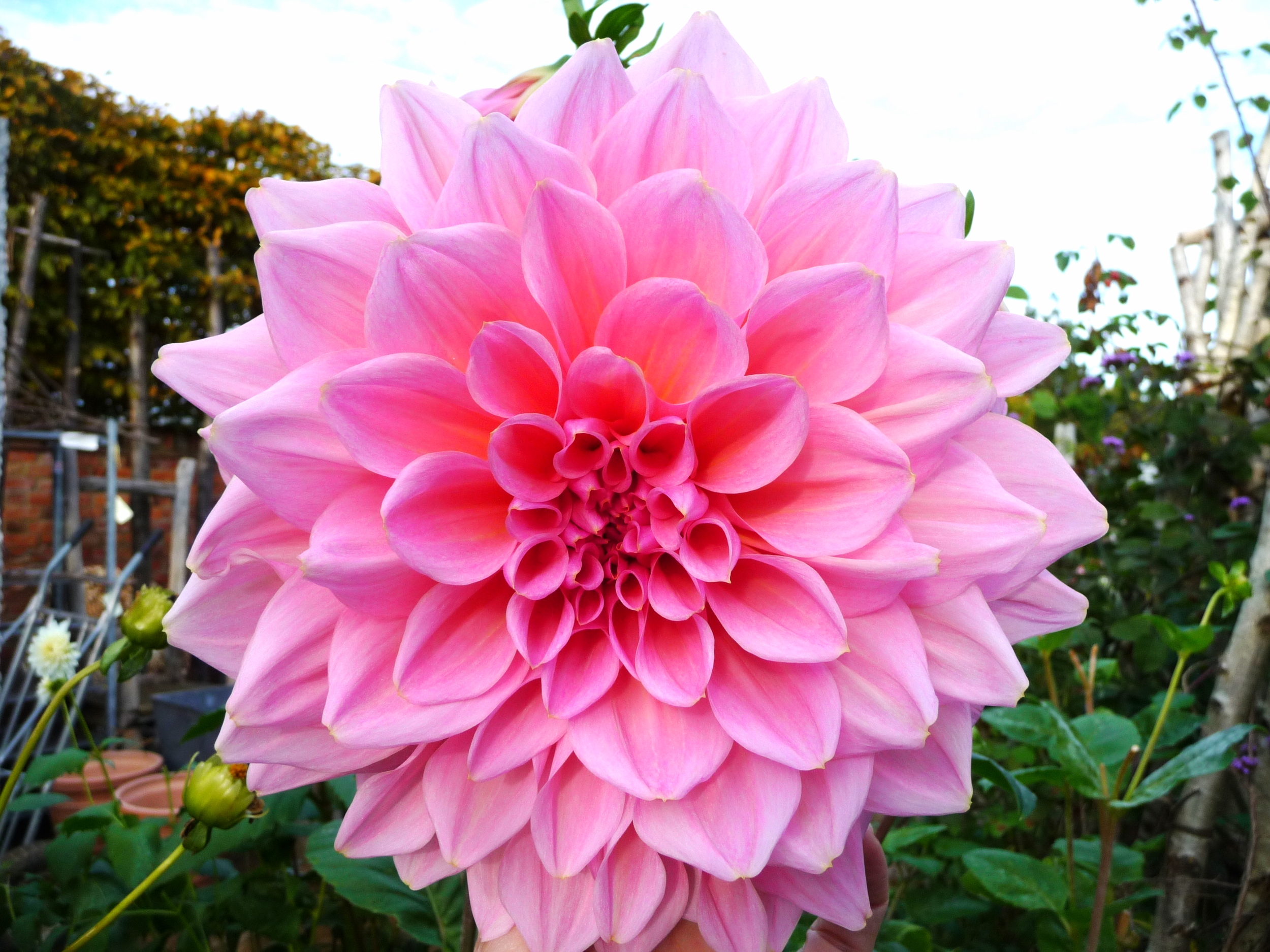  The most enormous dahlia flower in their gardens. 