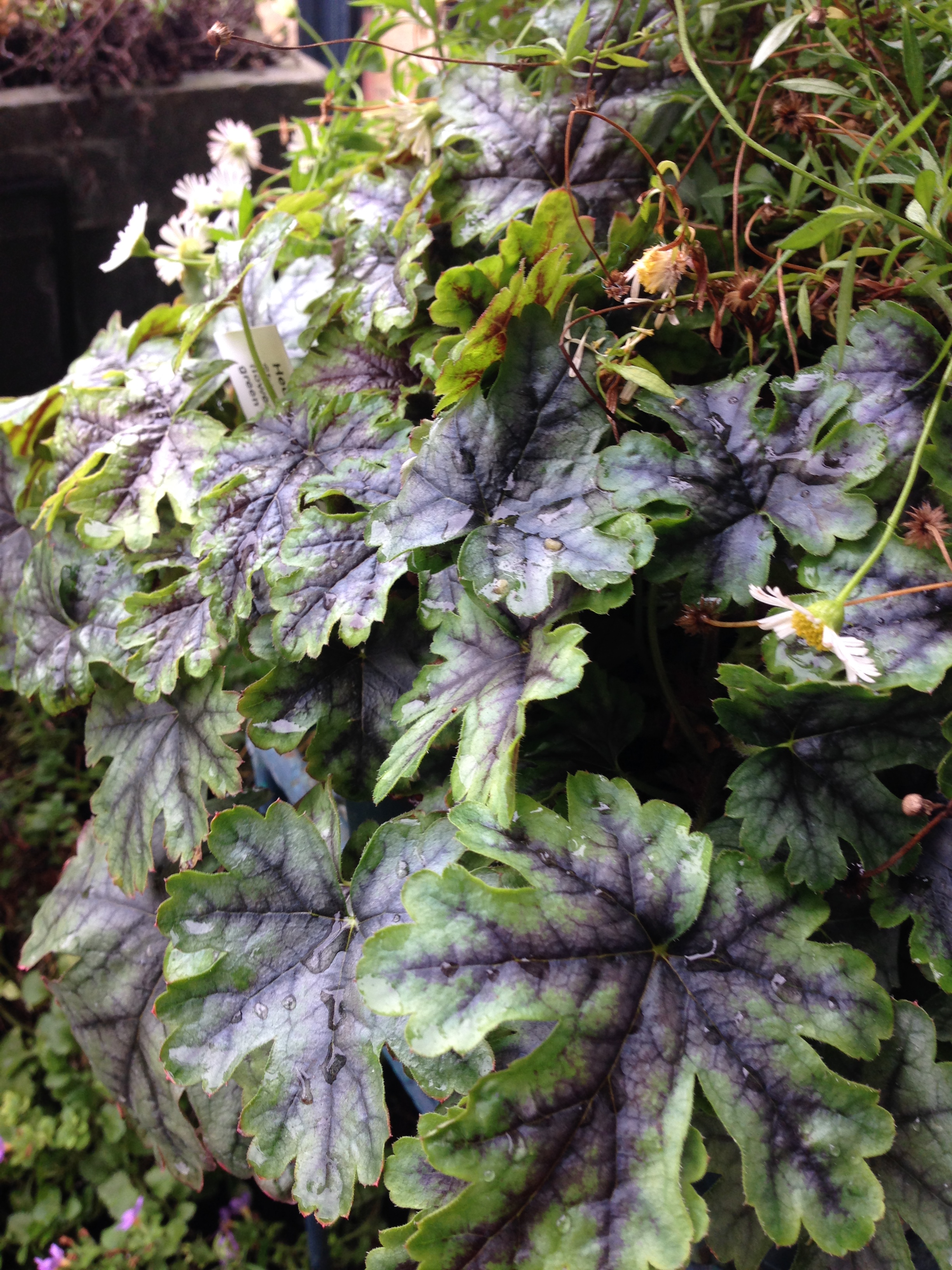  I bought these two small Heucherella Tapestry plants and a red one also (separate image) 