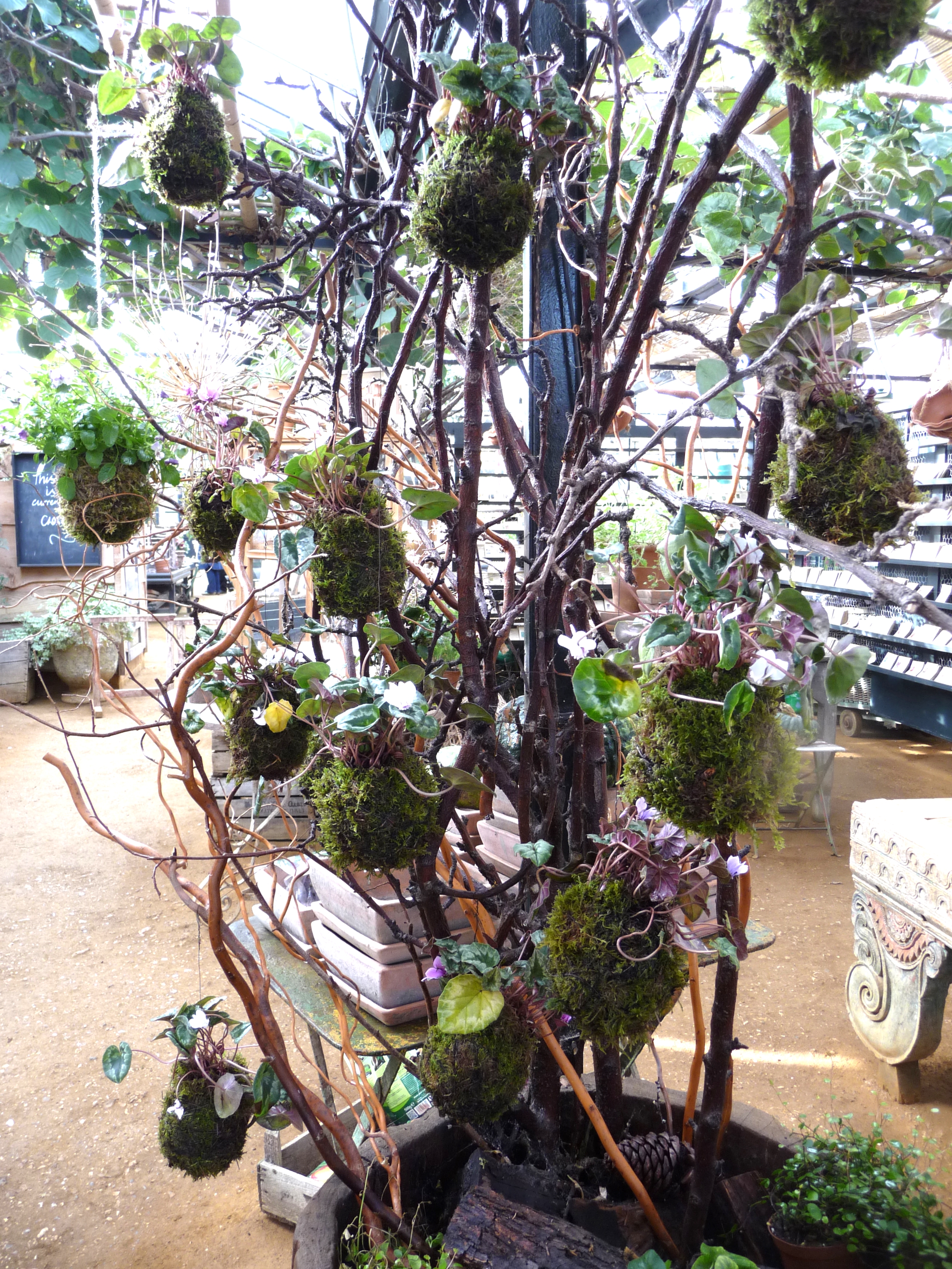  Clever display of plants which are wrapped in Sphagnum moss and chicken wire or twine to hold the soil and moss in place. 