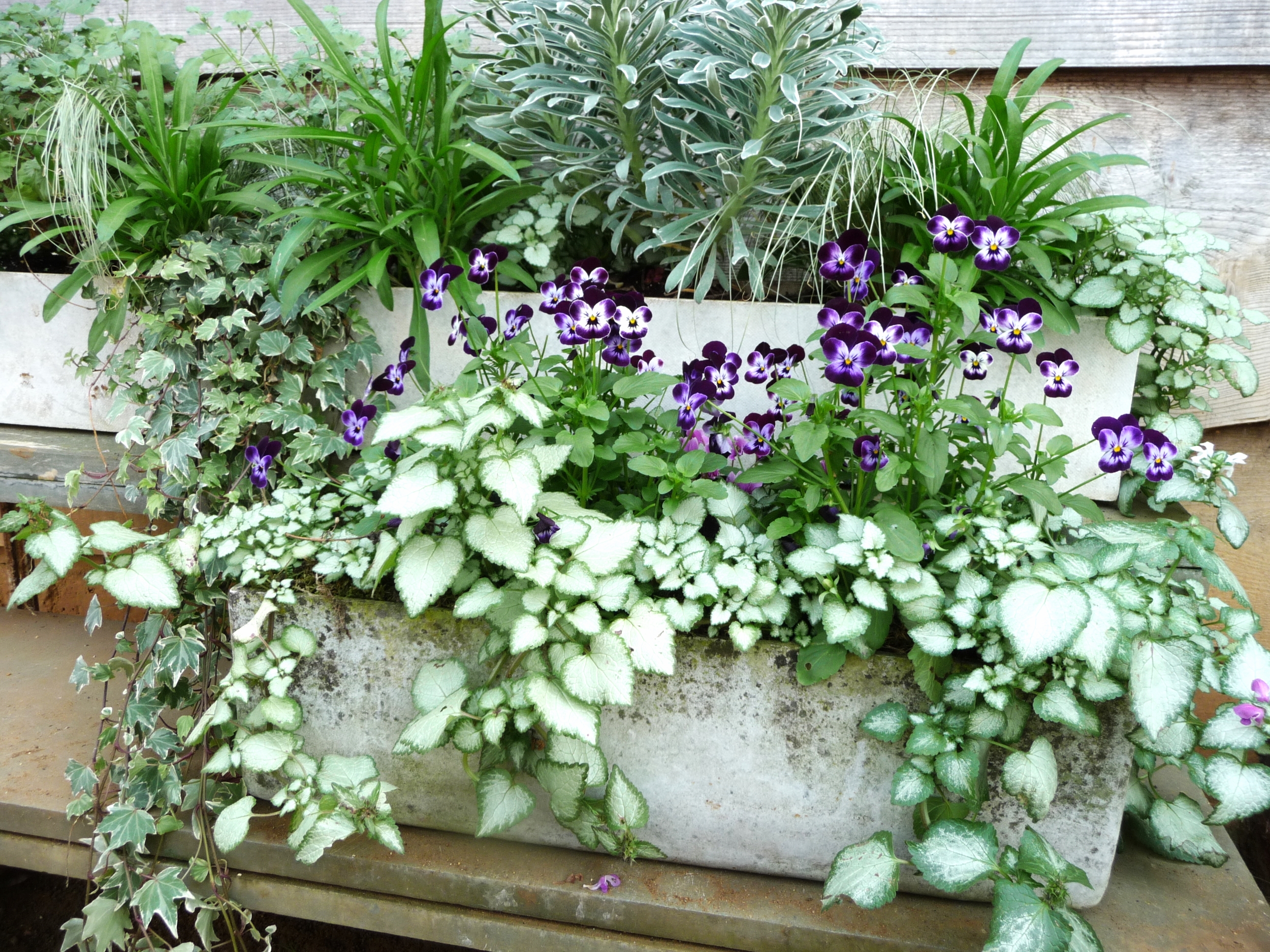  This beautiful trough of plants is outside the loos to welcome you! Look at the stunning mix of greens including the silvery greens and the way they complement each other and work so well with the purple violas 