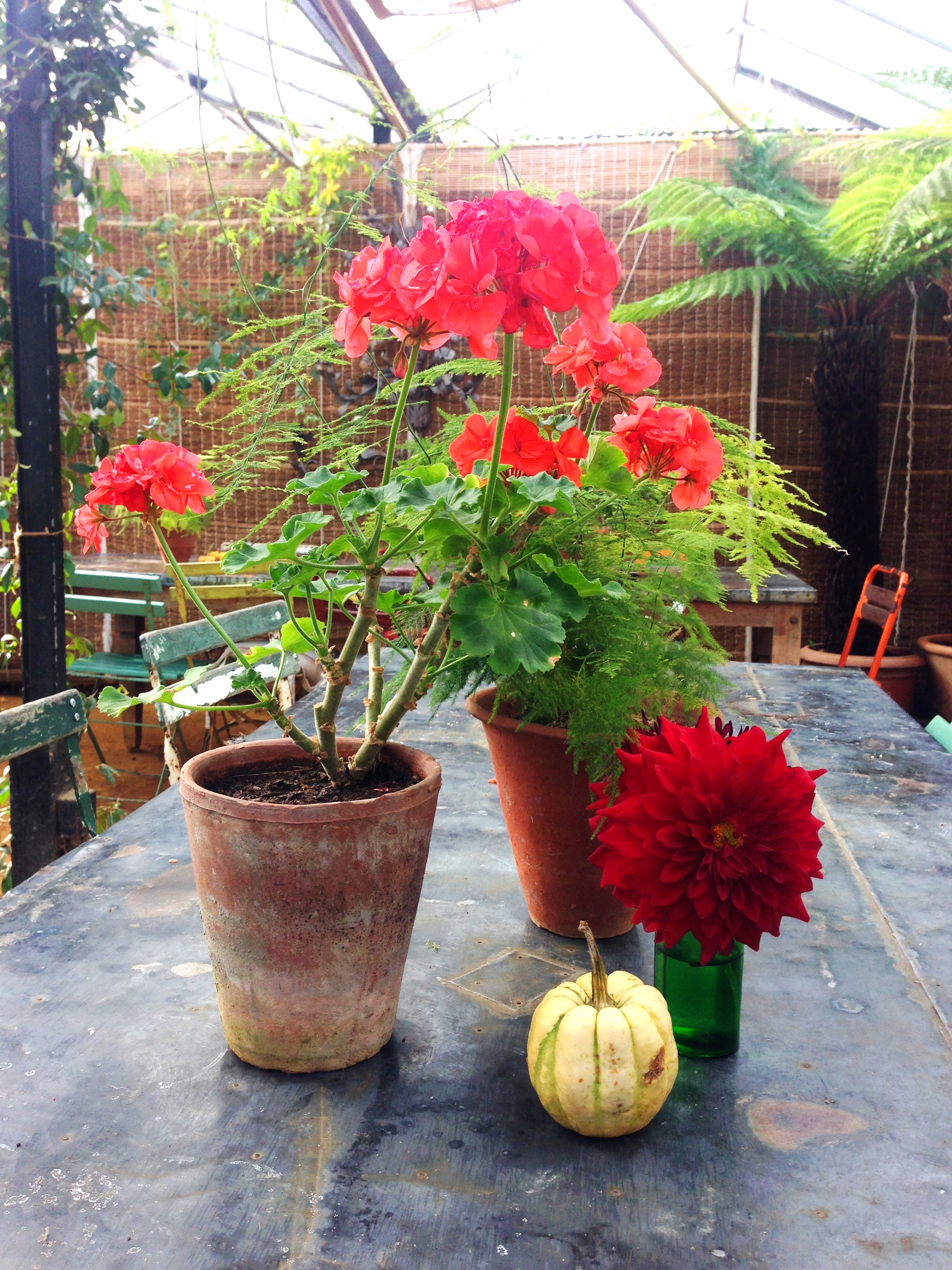  The zinc-topped tables in the glasshouses are beautifully and simply styled with a mixture of plants, cut flowers and a few Halloween pumpkins. See also next two images 