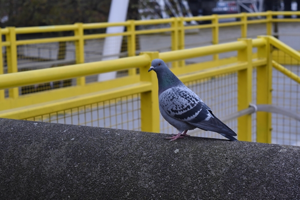  Urban pigeon !! 