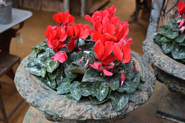 m_DSC_0214.jpg