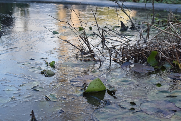 Frozen Pond