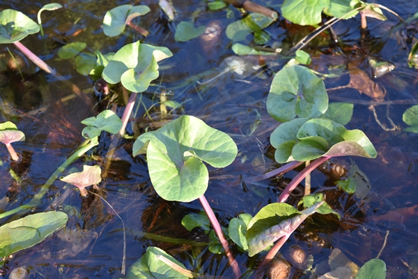 Frozen lily pond