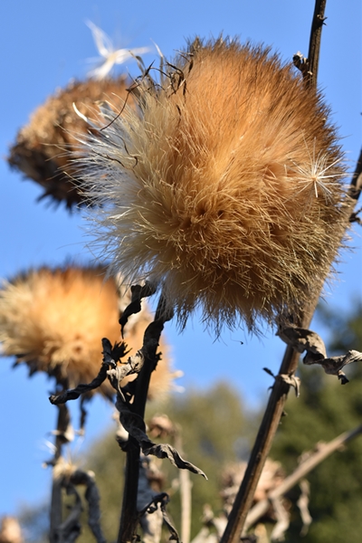 Dried Artichokes