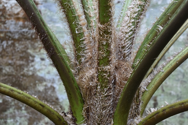 Native fern of NZ