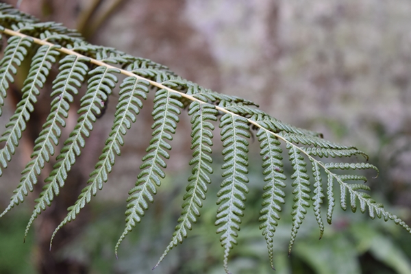 Native fern from my country (NZ)