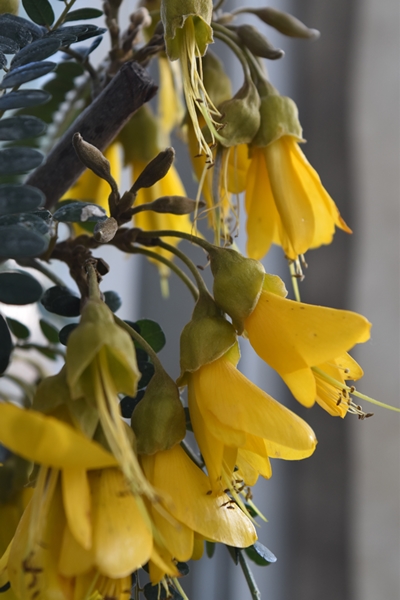 Kowhai (New Zealand native)