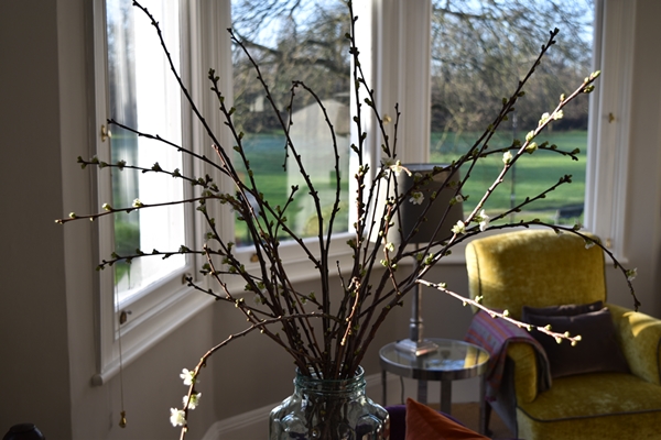  This vintage preserving jar of boughs of white blossom adds texture and a focal point. The blossom is nearly over but the green shoots are appearing so I'll leave it for another month. 