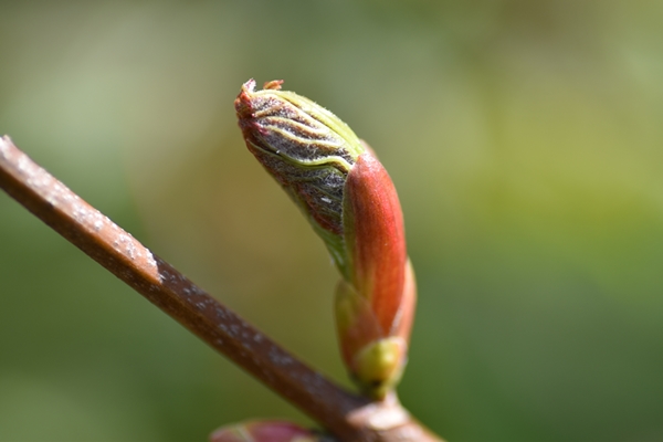 m_DSC_0133.jpg