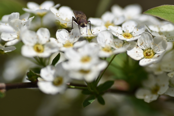 m_DSC_0174.jpg