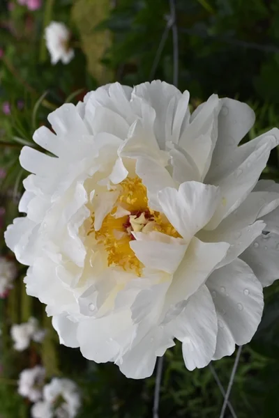 m_Flowers (10).jpg
