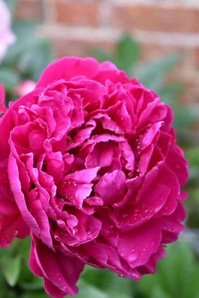 m_Flowers (13).jpg
