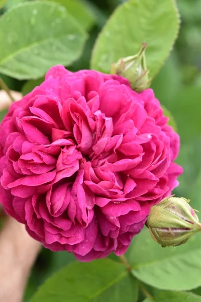 m_Flowers (17).jpg