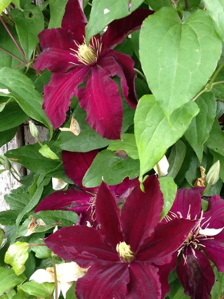 m_Flowers (20).jpg