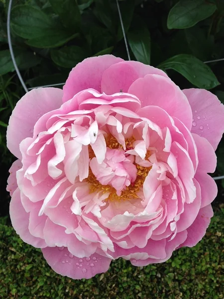 m_Flowers (21).jpg