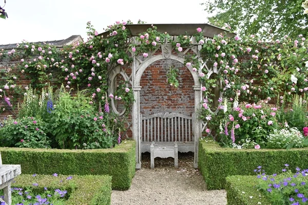 Constance Spry rose over the gazebo