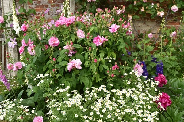 m_Rose Garden (29).jpg