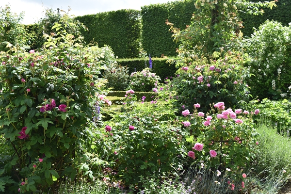 m_Rose Garden (39).jpg
