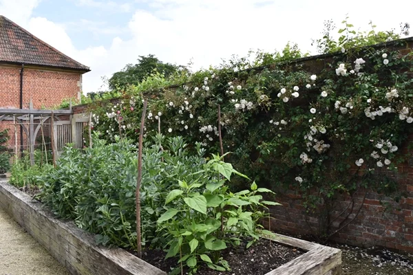 m_Veg Garden (1).jpg