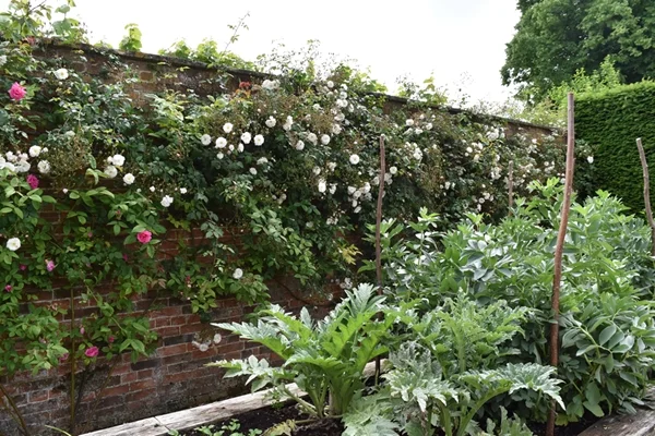 m_Veg Garden (2).jpg