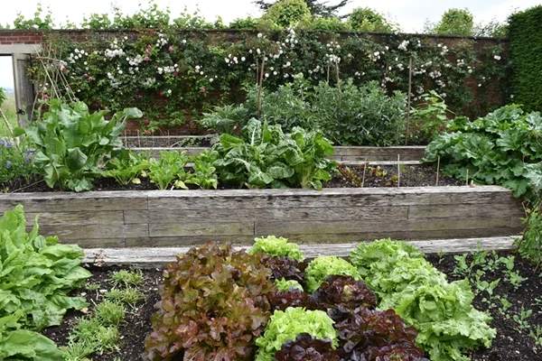 m_Veg Garden (5).jpg