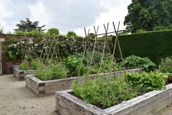 m_Veg Garden (6).jpg
