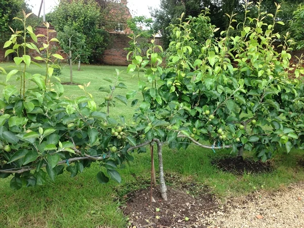 m_Veg Garden.jpg