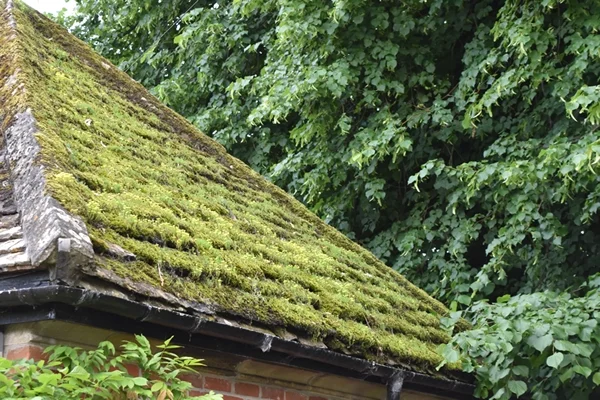 m_Roofs (3).jpg