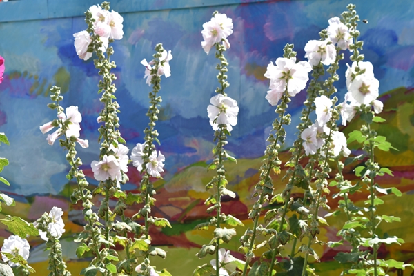  Even the hoardings by the shop are beautiful complemented by more hollyhocks 