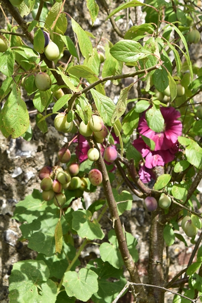 m_DSC_0070 v2.jpg