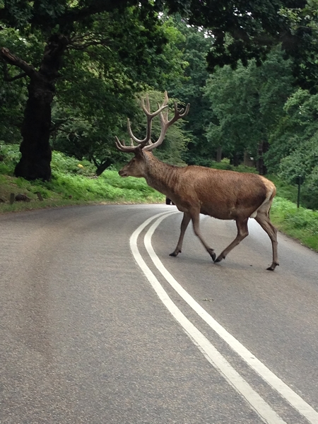 m_RichmondPark (1).jpg