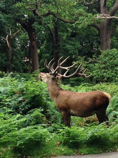 m_RichmondPark (2).jpg