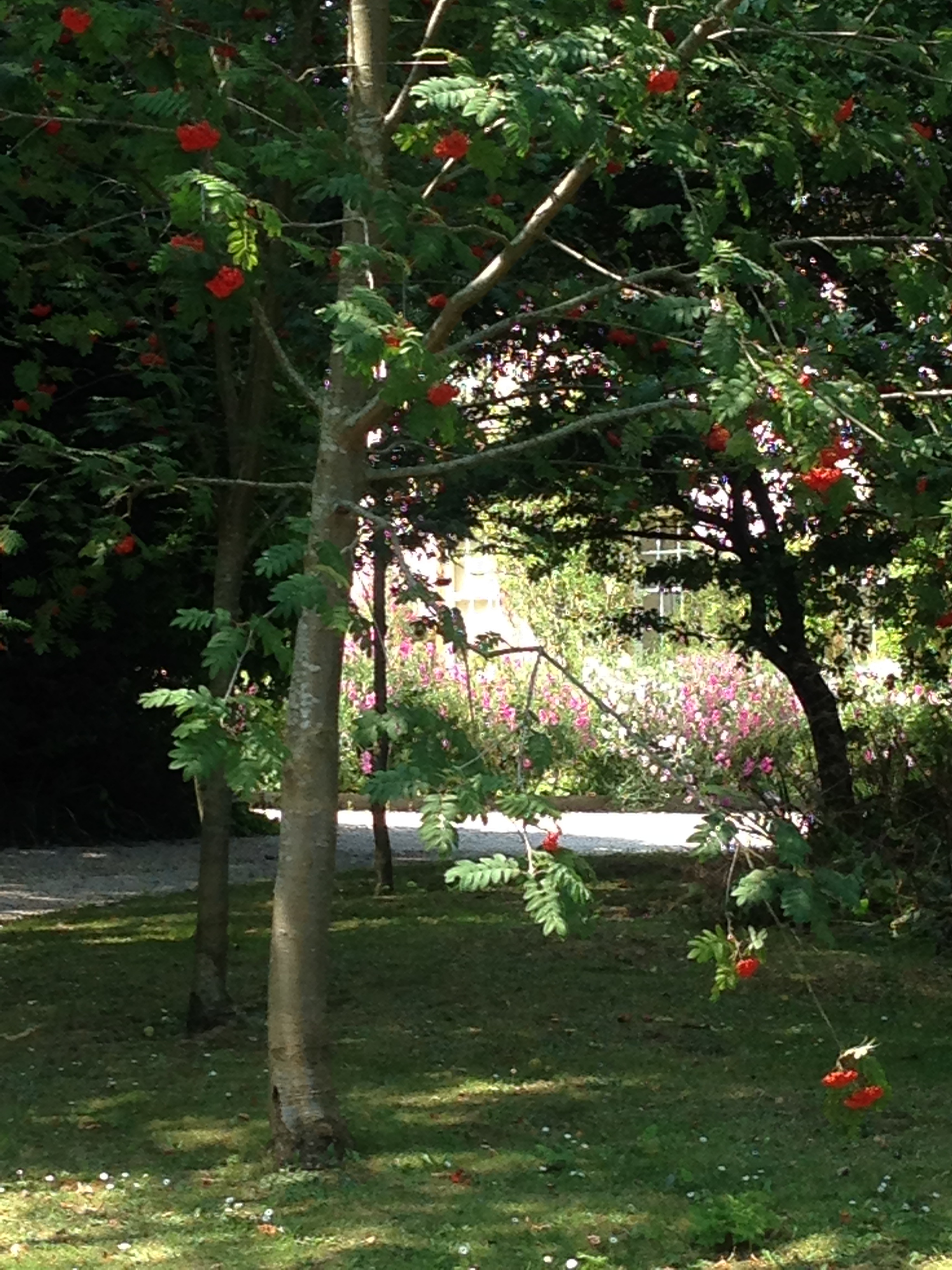  A peek into this driveway to reveal a huge bank of sweet peas in front of this beautiful house&nbsp; 