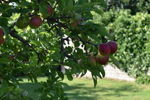 m_Garden - orchard (2).jpg