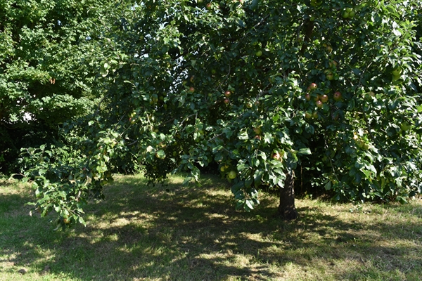 m_Garden - orchard (11).jpg