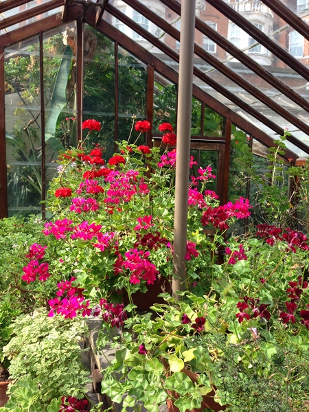  One of the little glasshouses which holds an array of pelargoniums 